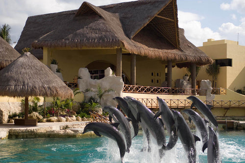 Dolphinaris Park Cozumel Dolphin Swim & Ride
